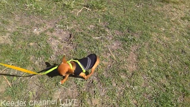 Шок: Рыжик пропал! Последний день на свободе - гуляем на природе. Клещ Валера смотреть онлайн