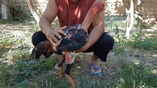 Хурузи Дакан. Дар шахри Хучанд. 100% гарантия.