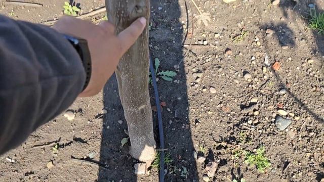 Павловния, как выращиваю и для чего. Саженцы Павловнии.