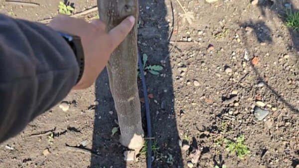 Павловния, как выращиваю и для чего. Саженцы Павловнии.