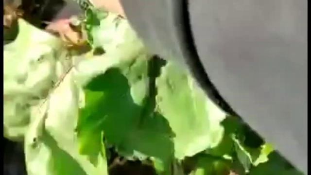 Самая сладкая свекла. Выбираю сорта и гибриды для хранения на зиму смотреть онлайн