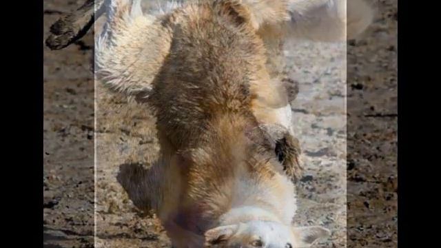 Смешные картинки с волками (не мои) #мемы смотреть онлайн