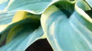 Хоста Регал Сплендор(G - Giant). Огромная величественная красавица. #hostaRegalSplendor #вариегатна