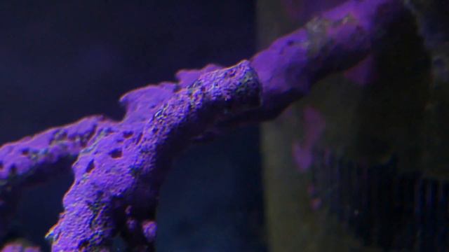 coralline algae growth - purple rock in aquarium смотреть онлайн