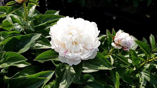 Травянистый белый пион ESKIMO PIE / Сад Ворошиловой смотреть онлайн