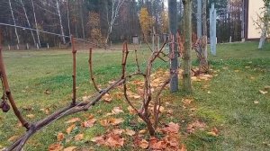 обрезка винограда на рожки легко и просто