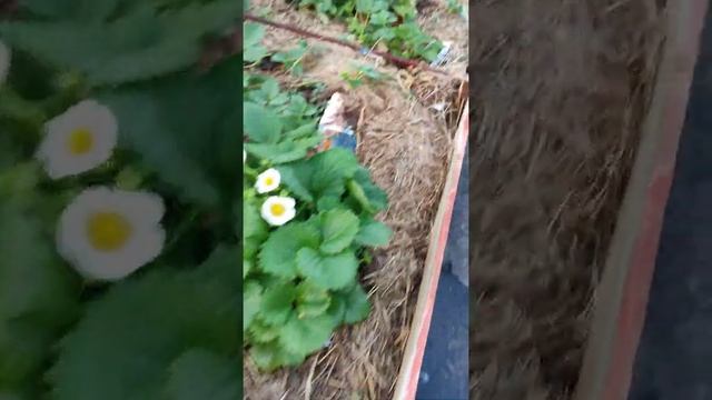 Красная шапочка выращенная из семян зацвела. смотреть онлайн