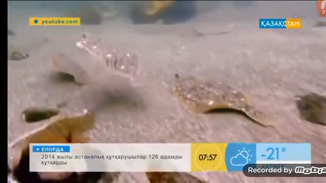Мұхит түбінегі тіршілік дүниесі жайлы қызықты деректер смотреть онлайн