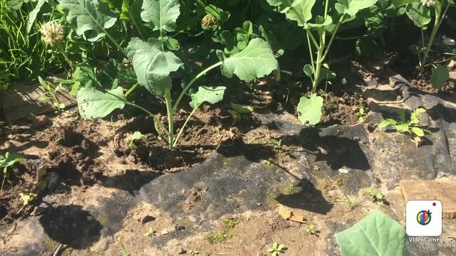 100 % Защита капусты от бабочек смотреть онлайн