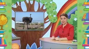 Школа Шишкиного Леса. Природоведение. Страусы