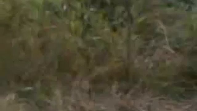 Копия Песня Дрозда о Чапаеве Полностью Но только Чапай , Петька и Анка 09082012004 смотреть онлайн