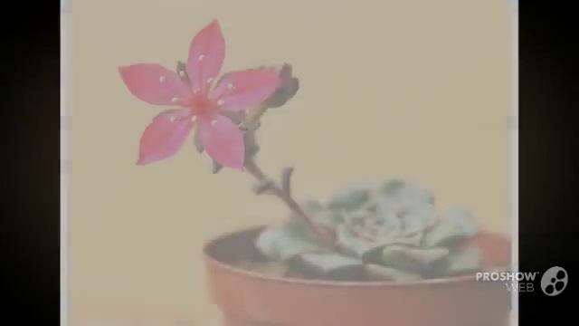 Graptopetalum - garden plants смотреть онлайн