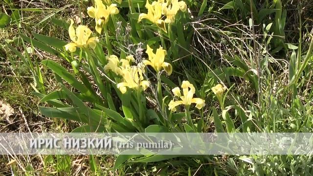 ирис низкий