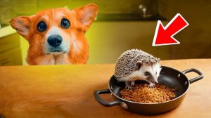 КАК ПРАВИЛЬНО ПРИГОТОВИТЬ ЁЖИКА? Лучшие серии БЕЗ МОНСТРОВ! Корги Коржик Говорящая собака