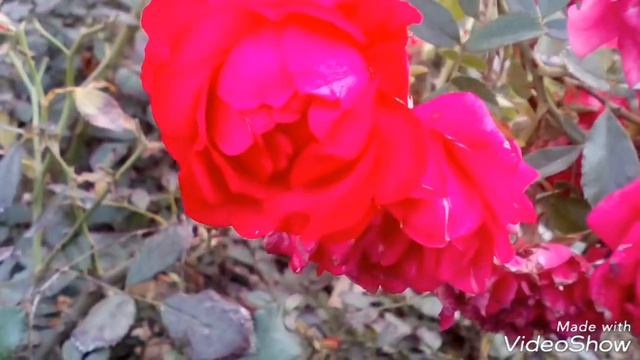 Розы в октябре. Roses in October. смотреть онлайн