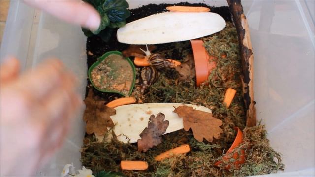 Setting up my BABY GIANT AFRICAN LAND SNAILS (Lissachatina reticulata) смотреть онлайн