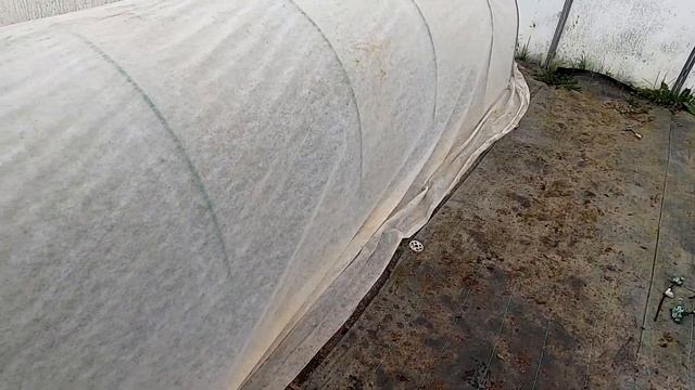 Черенкование голубики смотреть онлайн