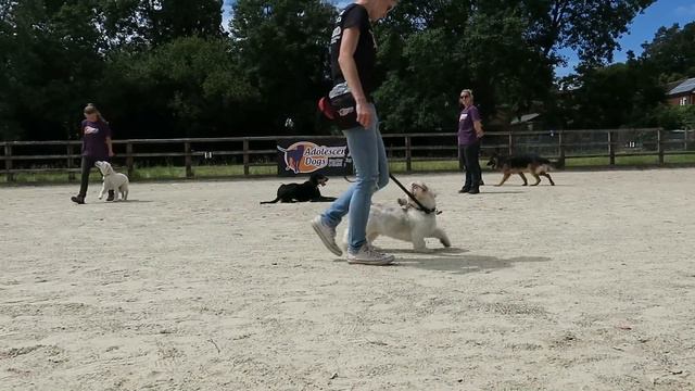 Hector - Transylvanian Hound - 3 Weeks Residential Dog Training смотреть онлайн