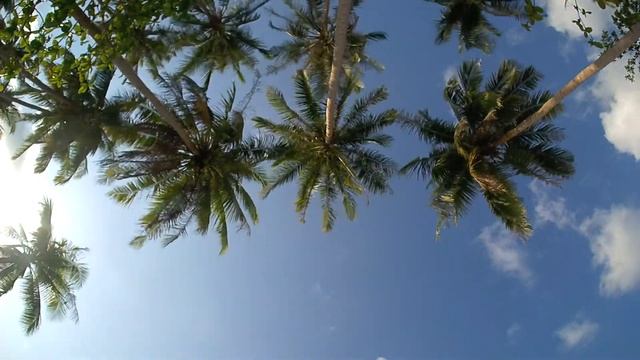 Видео для релаксации. Пальмы. смотреть онлайн