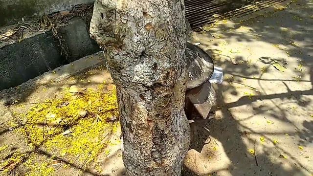 Golden Shower Tree 🌲 Amlatas 🌲 Cassia fistula, Medicinal plant of India смотреть онлайн