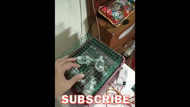 |Part-4|Java Sparrow Growth Eggs to Day 60|Indoor flight training|Au Blr Birds| смотреть онлайн