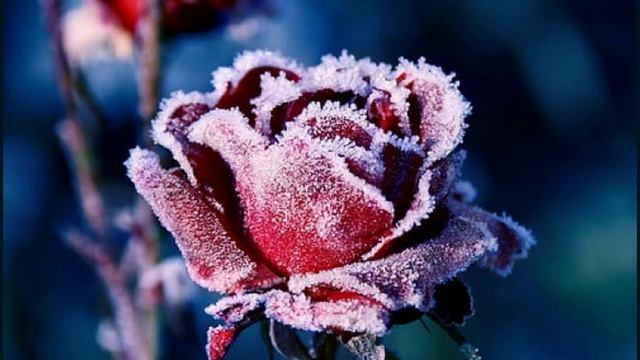 Frozen In Time - Secret Garden