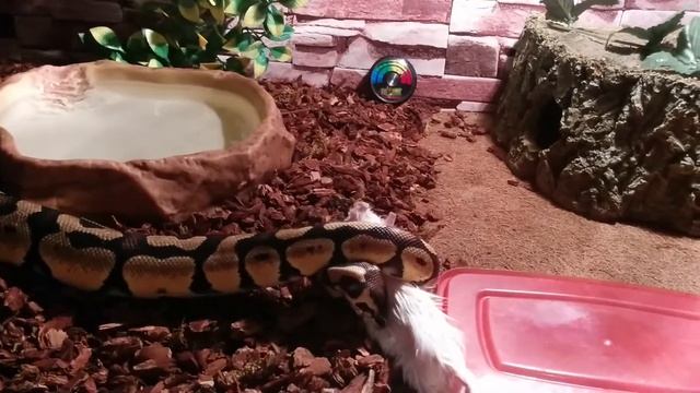 Королевский питон. Разморозка. смотреть онлайн