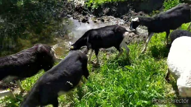 ПРОДАЮ КОЗ, РЕШИЛСЯ, МНЕ ХВАТИТ. смотреть онлайн