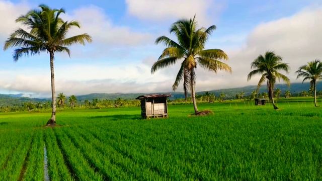 Остров Суматра. смотреть онлайн