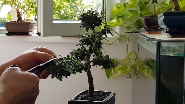 Cotoneaster смотреть онлайн