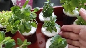 Цветочные укоренённые и неукорененные черенки в посылке от Завод Флора