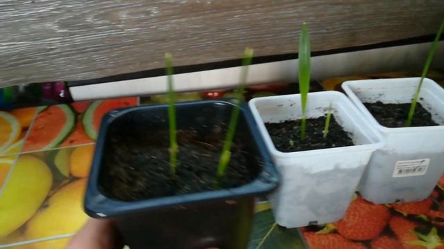 Финиковая пальма из косточки. как вырастить финик из косточки. Всходы.Date palm. часть 2 смотреть онлайн