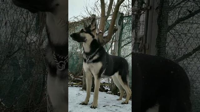 Goldaward Mersedes ВЕО почти 11 мес.