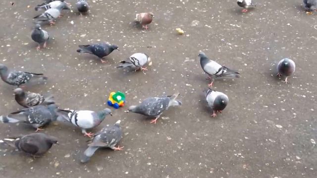 Leva TV: Голуби кушают хлеб из грузовичка Truck and Doves смотреть онлайн