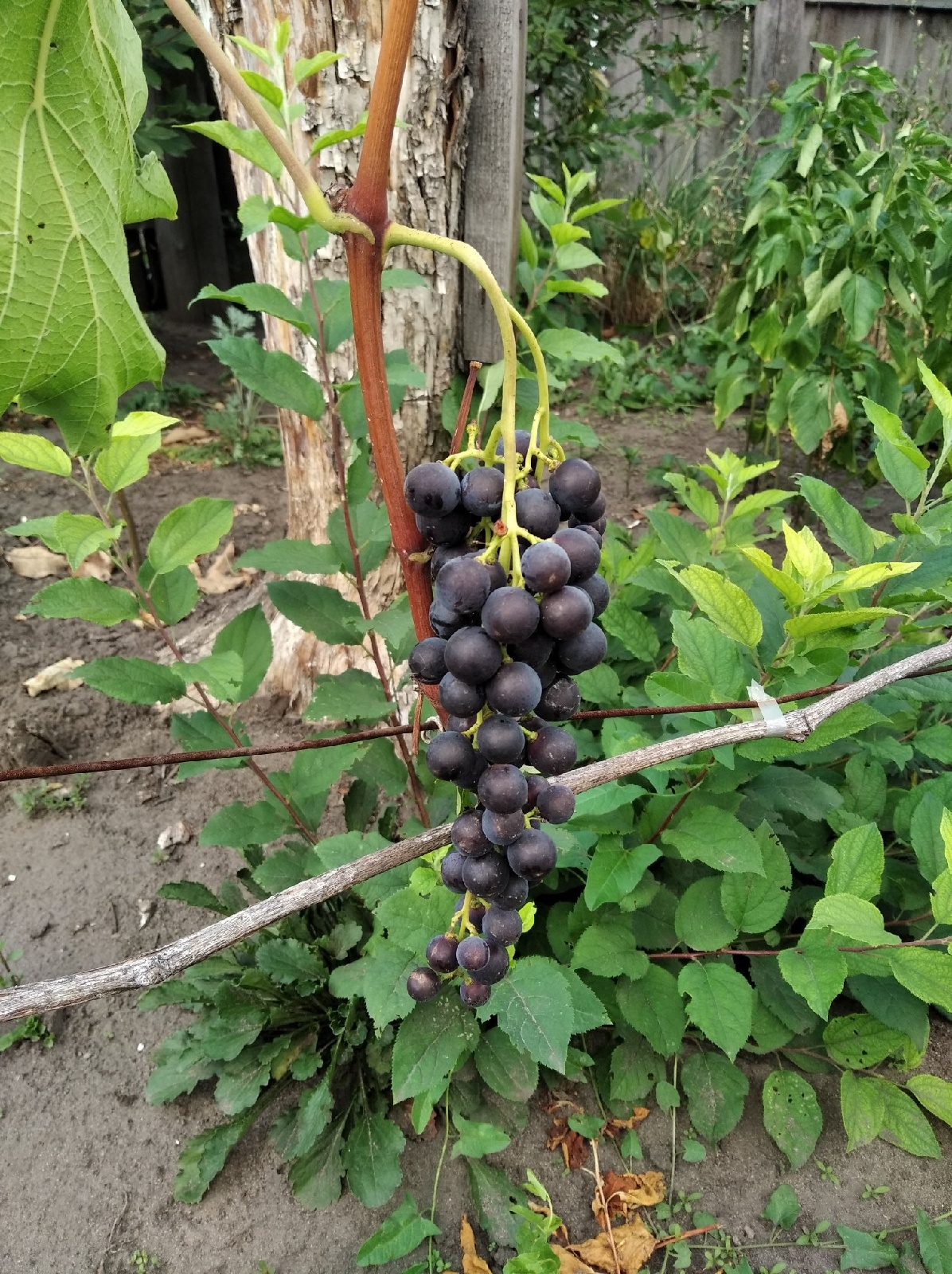 5. Результат опыления и налив ягод винограда на 17 июля 2023 года. Алтайский край. смотреть онлайн