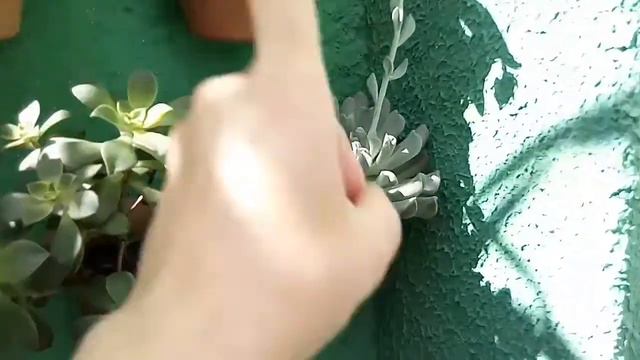 Mostrando minha Topsy Turvy com hastes florais. #suculentas #echeveriatopsyturvy #gordinhas смотреть онлайн