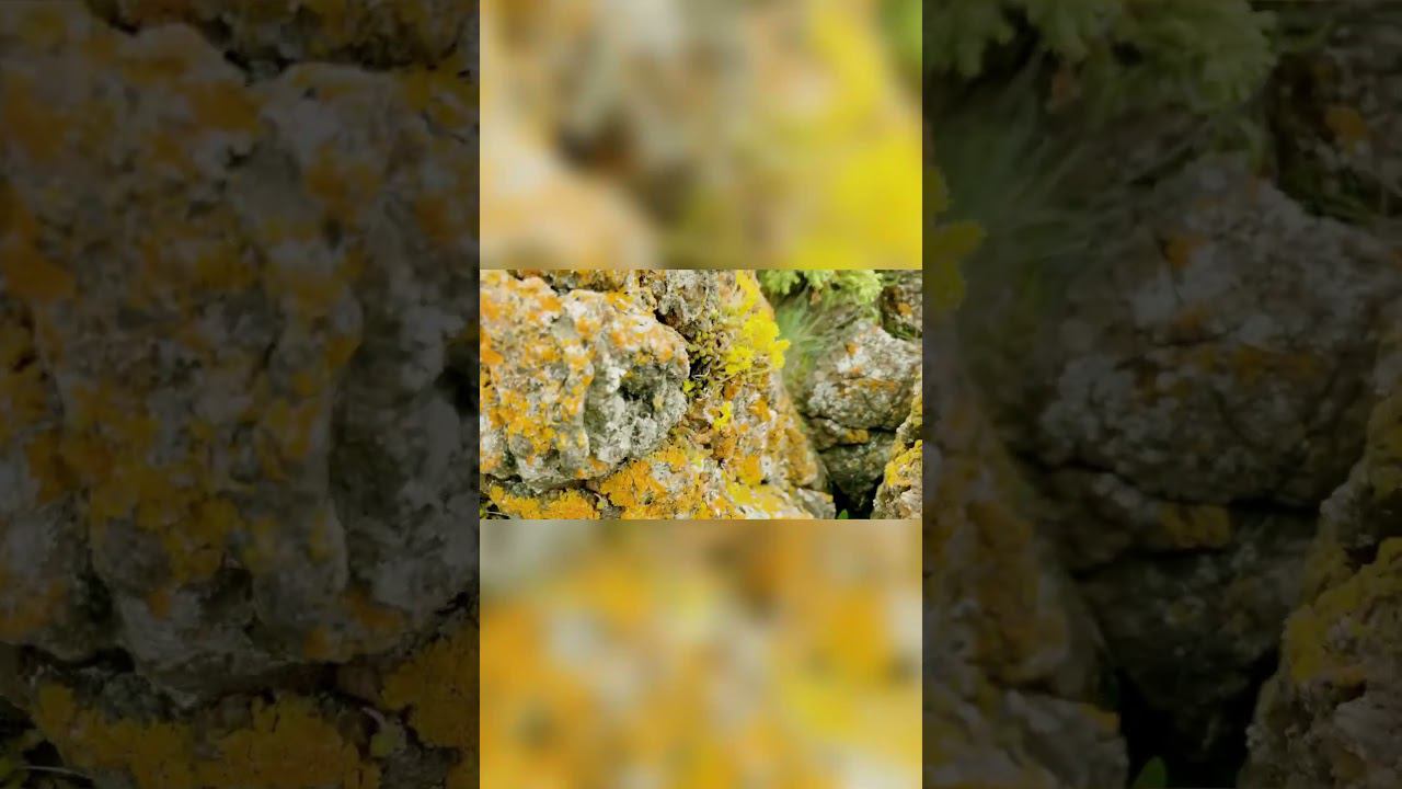 Музыка: Another timeМузыкант: LiQWYD #островкий #кийостров #онега #красота #природароссии смотреть онлайн