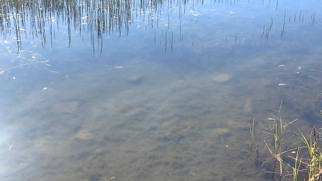 Наш сабачкин Барри . Озеро Ритцу. Силламяэ. Эстония. Май 2017. смотреть онлайн