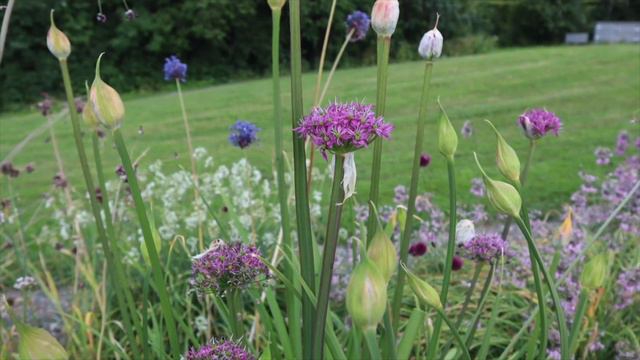 The Allium Garden Chicago | Ringve Botanical Garden | KVANN смотреть онлайн