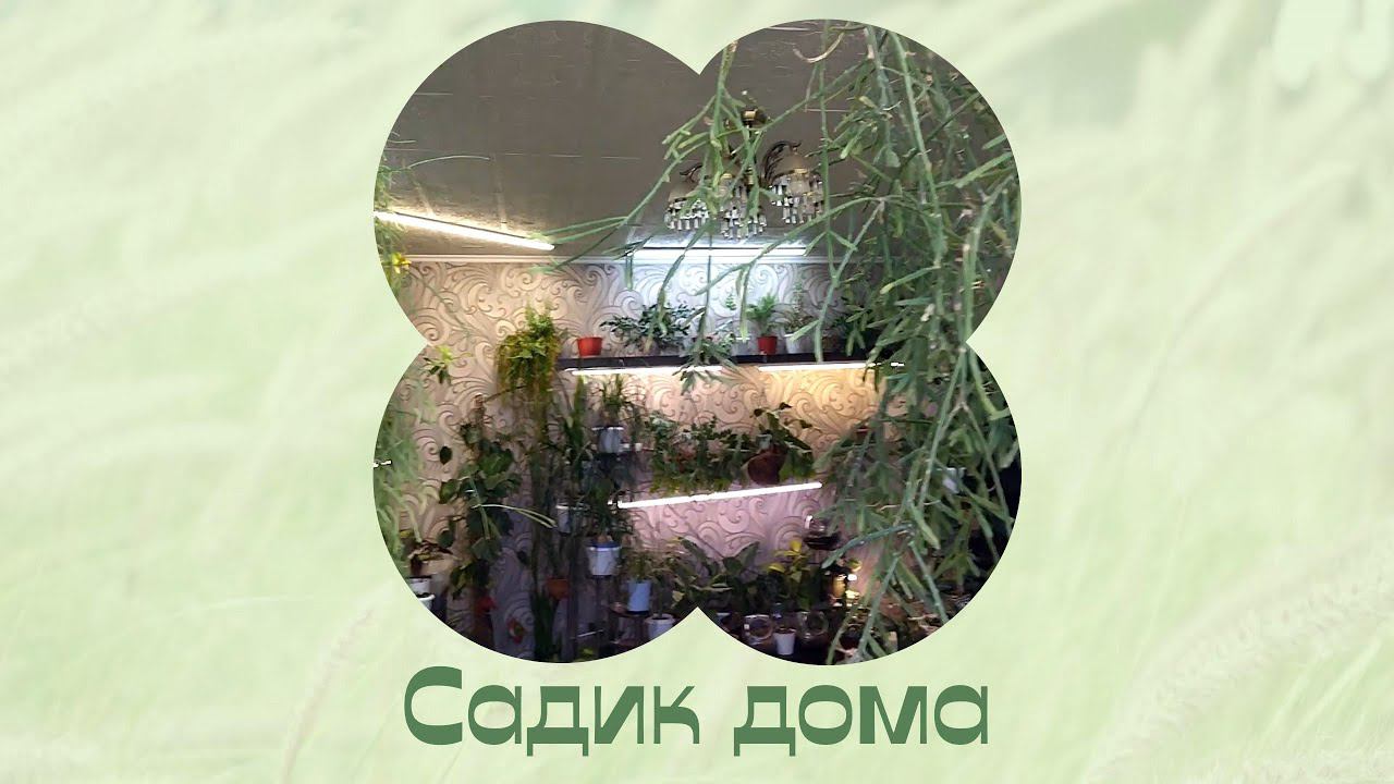 Цветочный садик. Цветы в квартире 3 часть. Зима 2023 смотреть онлайн