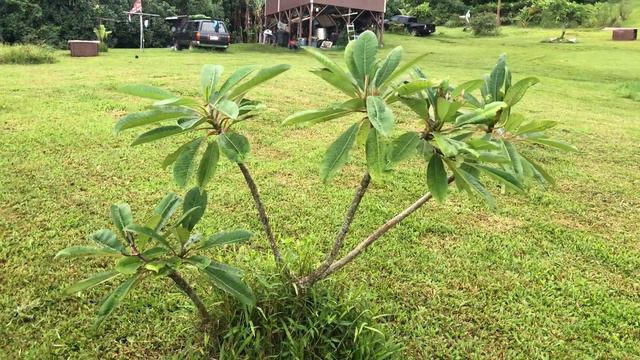 Growing plumeria flower trees in Hawai’i смотреть онлайн