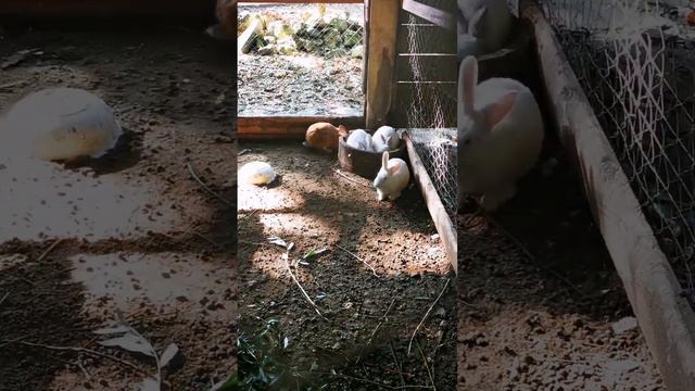 Место в Адыгее, где обитают вислобрюхие свиньи, другие животные необычные существа)) смотреть онлайн