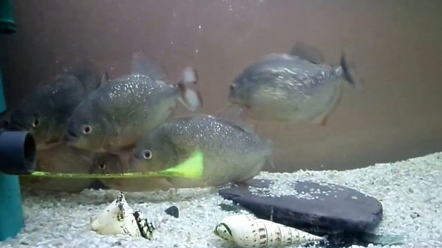 КУПИЛ НОВЫХ ГУППИ смотреть онлайн
