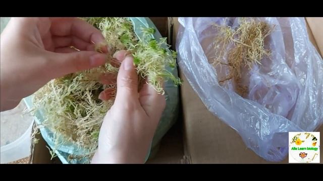 Сфагнум(мох) смотреть онлайн