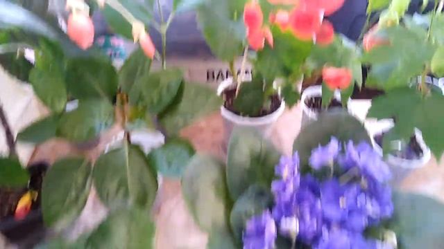 Комнатные цветы . Шикарный ассортимент комнатных растений на выставке.Часть 3. смотреть онлайн