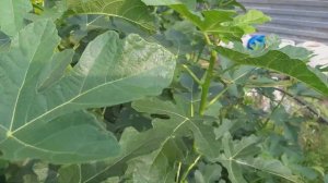 Выращивание инжира в Ростовской области