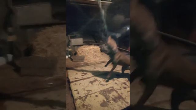 тренировка питбуль смотреть онлайн