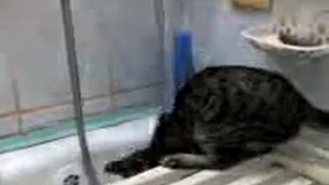 Забавный СТИРАЮЩИЙ КОТ прикол 523 ))))))))))))))) смотреть онлайн