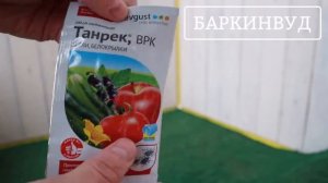 Танрек, ВКР от тли, белокрылки Avgust [ОБЗОР]