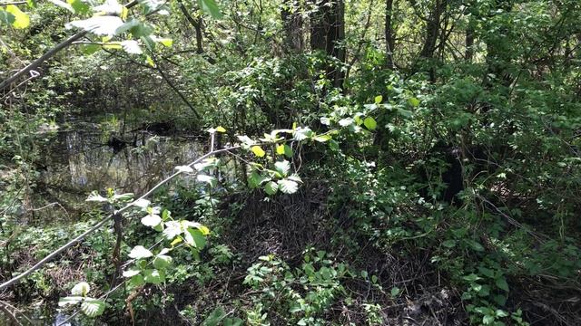 Природа, май, весна берег реки, пенье птиц. Релакс.